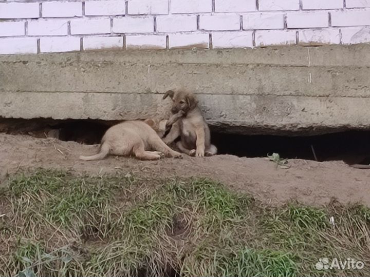 Щенки бесплатно