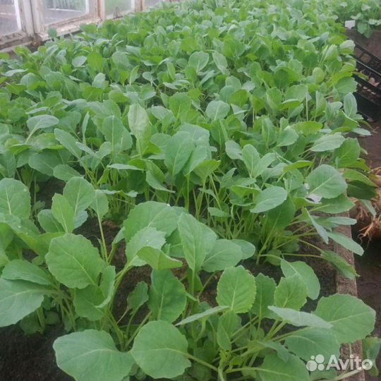 Рассада капусты, слава, московская, ранняя.итд