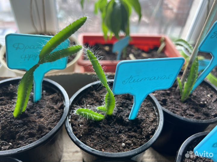 Питахайя - растение