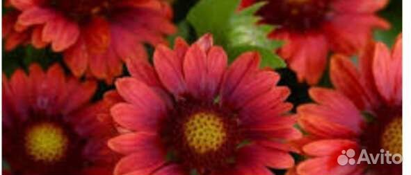 Гайлардия остийстая