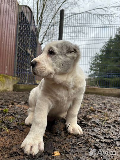 Щенки Алабая (сао) от Чемпионов России