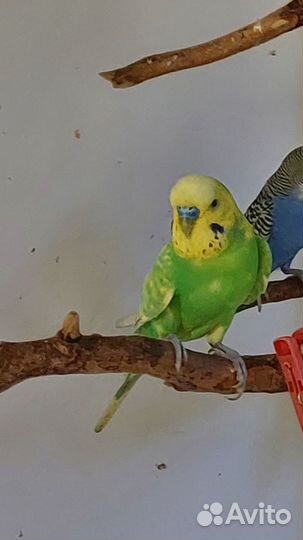 Птенцы волнистый попугай