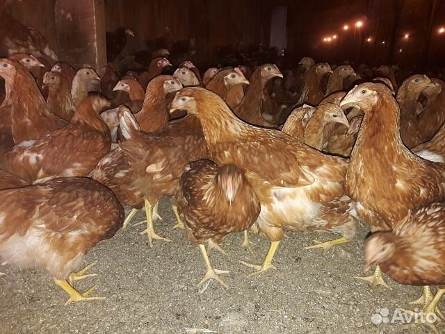 Куры молодые Несушки