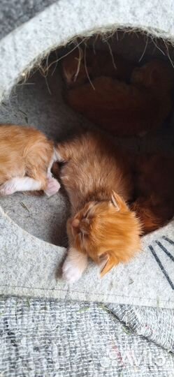 Котята курильский бобтейл