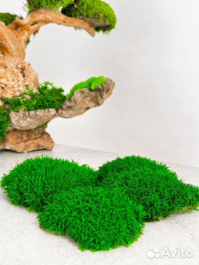 Стабилизированный мох ягель папоротник ковер