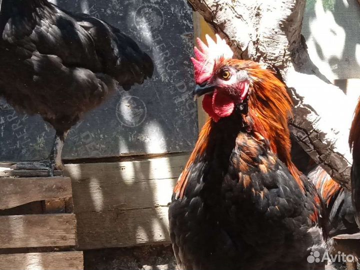 Петухи марана ч/медного, яйцо виандота серебро