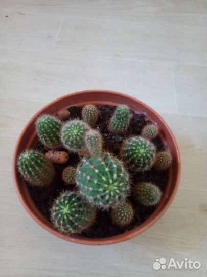 Суккуленты, кактусы, Алоэ, стапелия