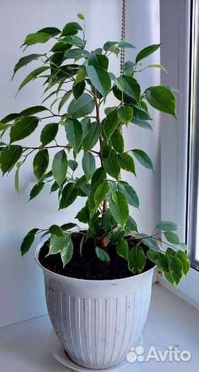 Фикус бенджамина пестролистный
