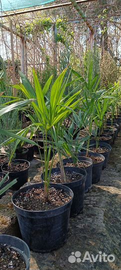 Пальма веерная можжевельник туя саженцы