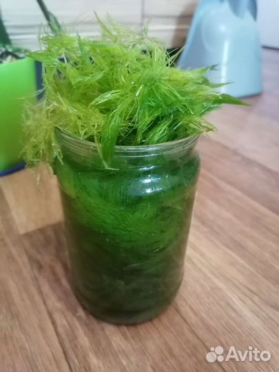 Водоросли для аквариума