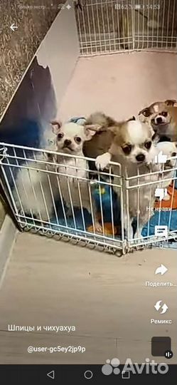 Чихуахуа, тойтерьеры, карликовые пинчеры Доставка