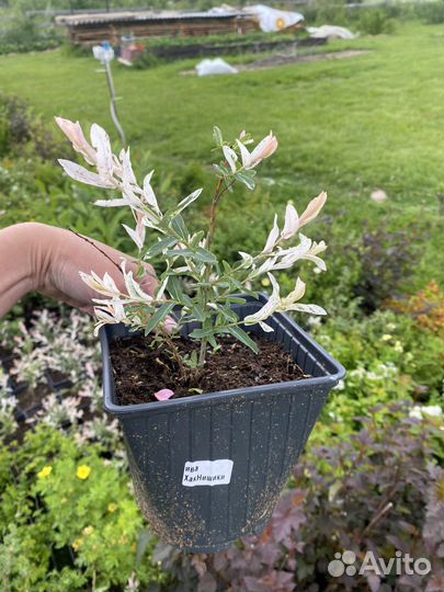 Ива цельнолистная Хакуро-Нишики (Hakuro-nishiki)