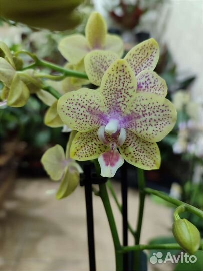 Ароматная орхидея мультифлора