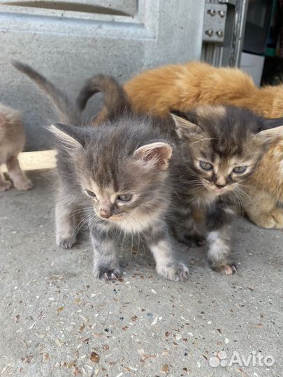Котята в добрые руки