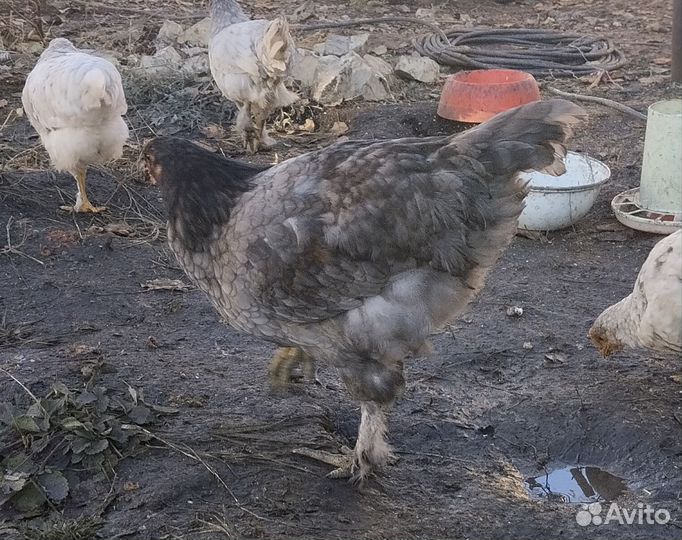 Молодые петушки