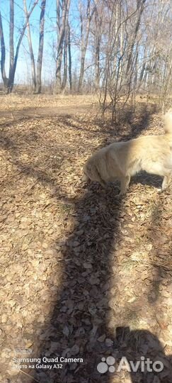 В добрые руки