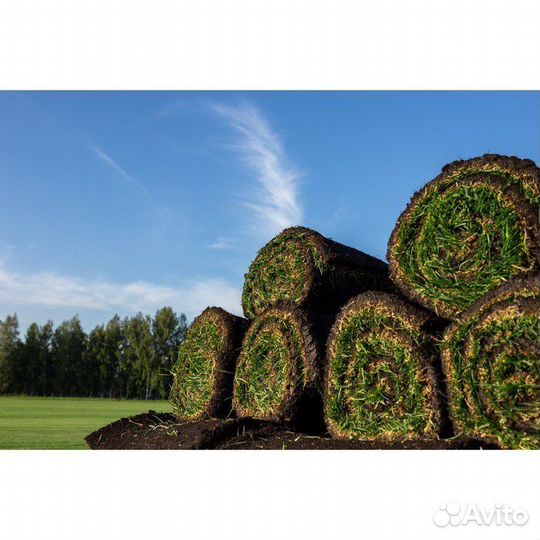 Рулонный газон с доставкой.Газонная трава в рулоне