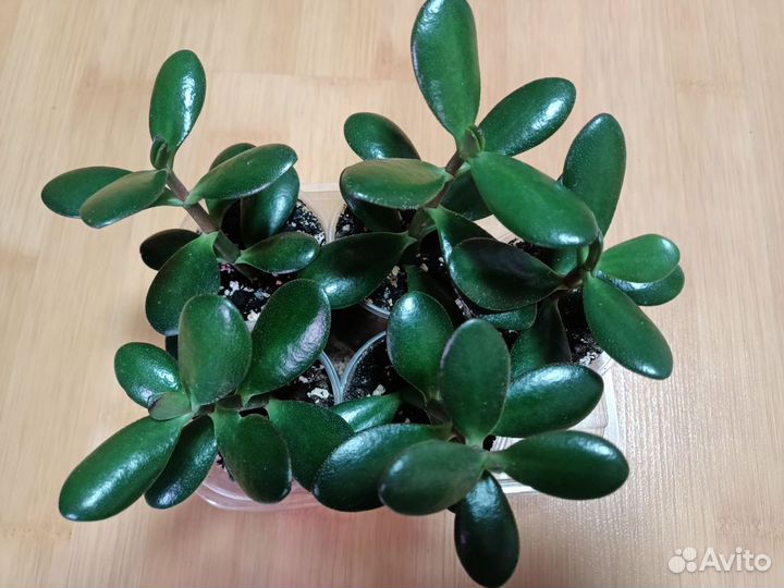 Денежное дерево. Толстянка(Crassula)