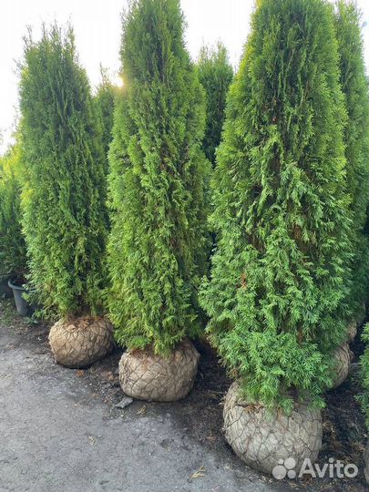 Туя Смарагд экстра качество