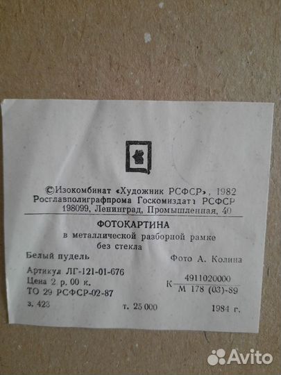 Фотокартина Белый пудель