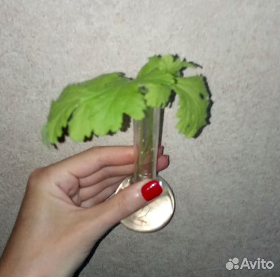 Под посадку – пеларгония Attar of Roses