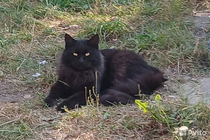 Черный кот Бегемот