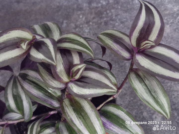 Традесканция зебрина