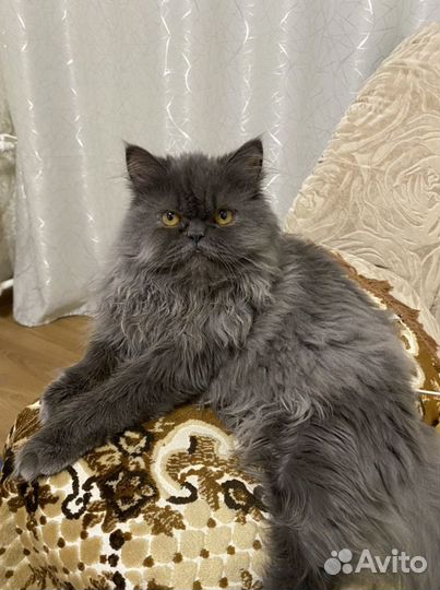 Кошка в дар