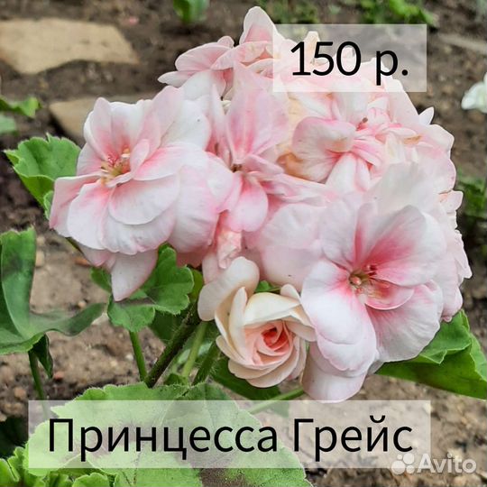 Пеларгония