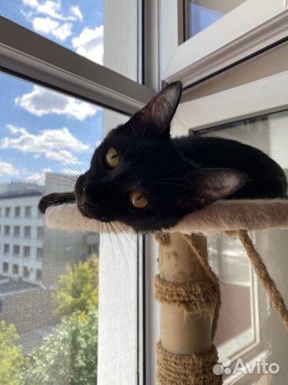 Котенок