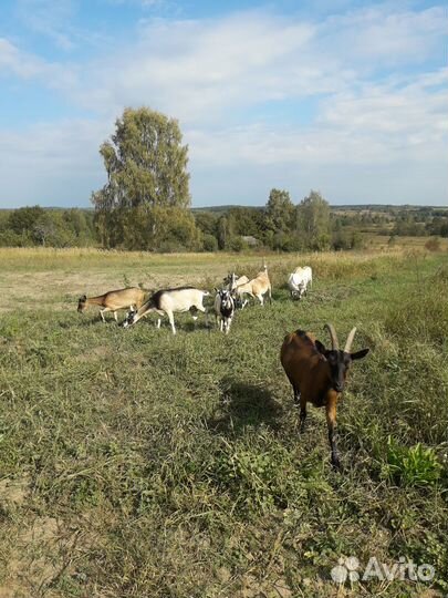 Продам чистопородных коз и козла