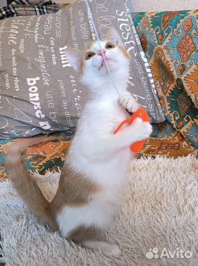 Котёнок девочка в ответственные ручки