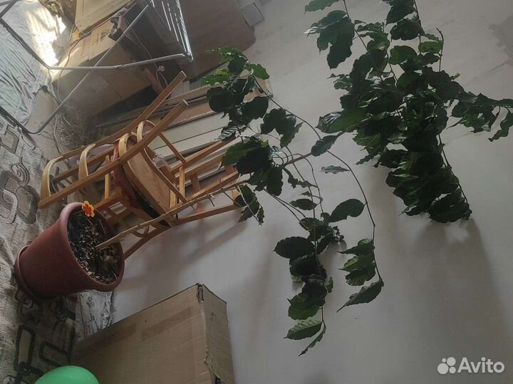 Кофе, деревце