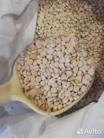 Семена люпина