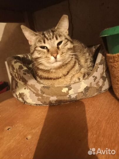 Стерилизованная кошечка ищет дом