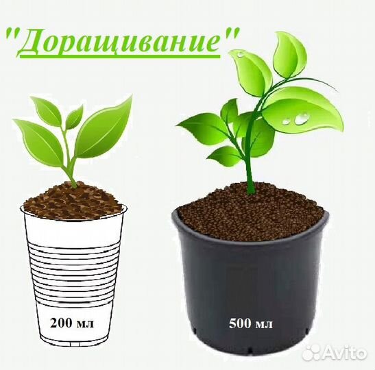 Рассада бахчевых с услугой 