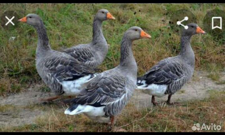 Гуси