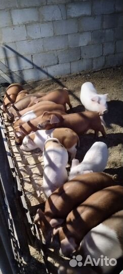 Поросята дюрок