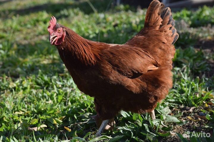 Куры несушки с доставкой