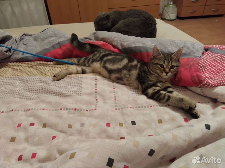 Передержка животных, зооняня