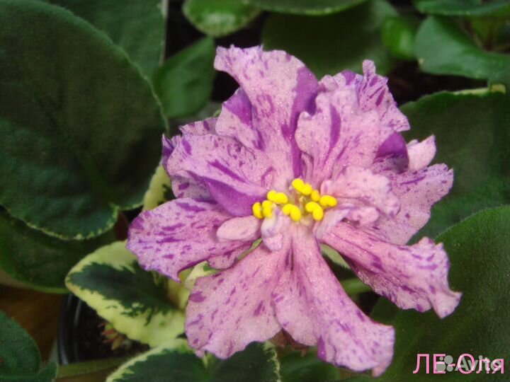 Цветущие фиалки