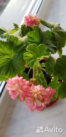 Пеларгония герань сортовая