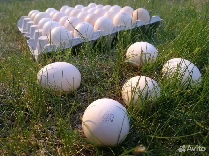 Инкубационное яйцо из Европы и России