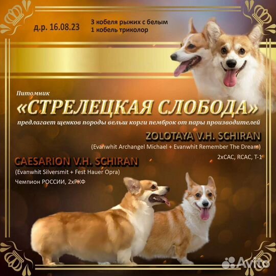 Щенки вельш-корги пемброк