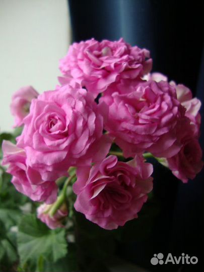 Пеларгония