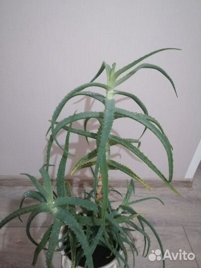 Алоэ древовидное