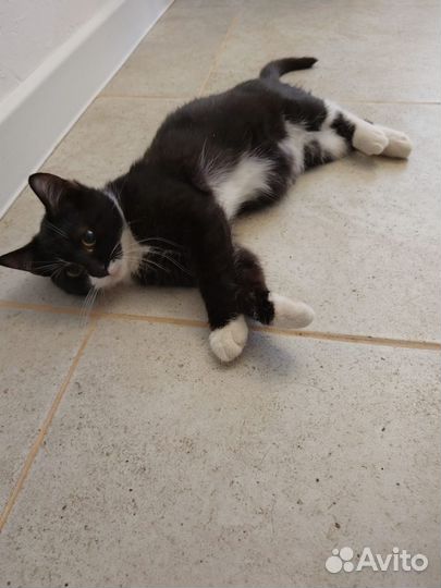 Котенок замурчательный