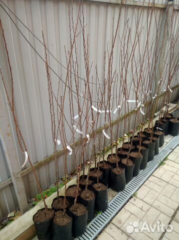 Саженцы плодовых кустарников и плодовых деревьев