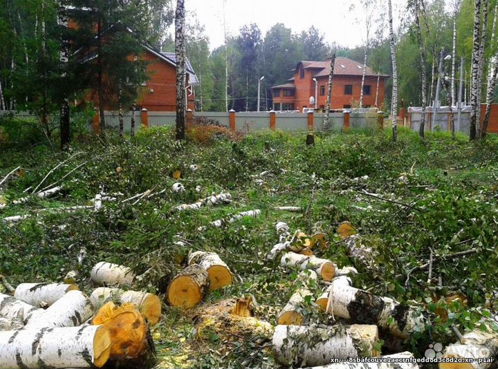 Расчистка участка от деревьев и кустарников