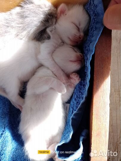 Котята ищут дом